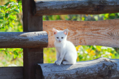 kitten sitting on a fence